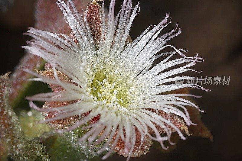 普通冰植物花(Mesembryanthemum crystal - inum)